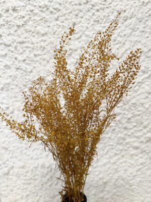 lepidium amarillo preservado al por mayor, productor, relleno preservado