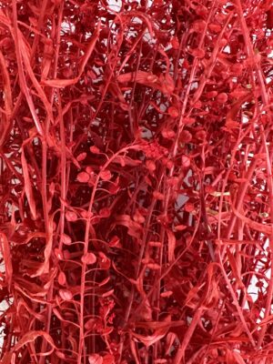 lepidium rojo preservado mayorista productor, relleno preservado