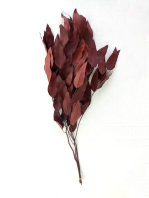 rama eucalypto bluegum rojo preservado productor