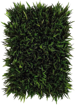 panel grevillea preservado