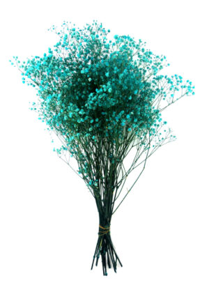Gypsophila turquesa azul relleno preservado