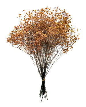 Gypsophila marron relleno preservado