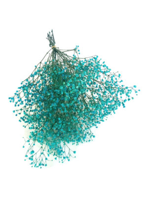 gypsophila preservado