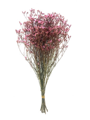 limonium rosa preservado