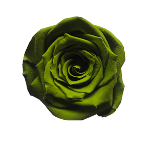 rosa eterna verde preservada mayorista