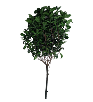 pittosporum preservado
