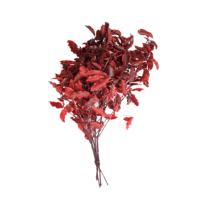 preserved Pittosporum red