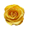 rosa eterna preservada amarilla