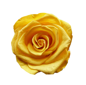 rosa eterna preservada amarilla