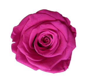rosa eterna preservada