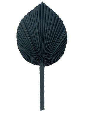hoja palmera washingtonia trimmed negra preservada