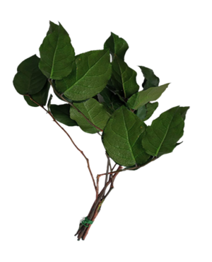 salal verde preservado