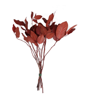 rama salal rojo preservado