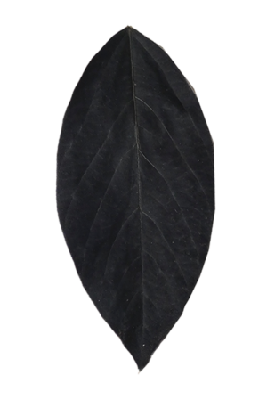 preserved foliage wholesale