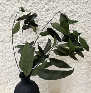 rama follaje hoja eucalipto bluegum preservado verde