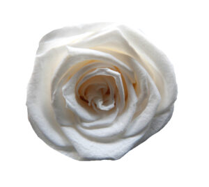 rosa blanca eterna preservada mayorista
