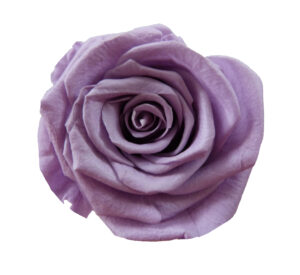 rosa violeta eterna preservada