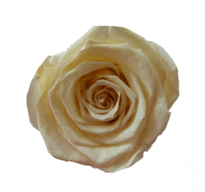 rosa champán nacre amarillo claro preservada