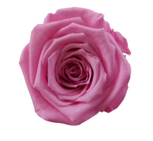 rosa eterna preservada pink al por mayor