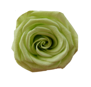 rosa verde claro eterna preservada