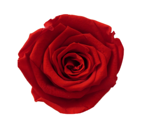 rosa eterna preservada