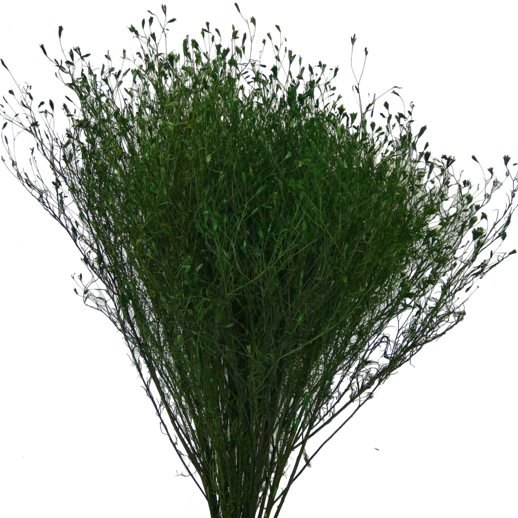 Broom Vermont Flowers Broom vermont flowers