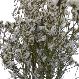 limonium relleno preservado mayorista natural blanco