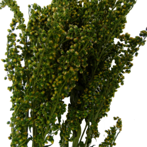 solidago relleno preservado