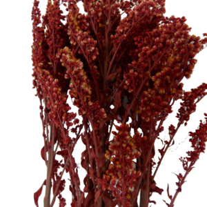 solidago relleno preservado rojo