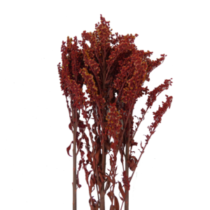 solidago rojo relleno preservado