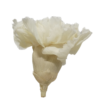 clavel natural blanco preservado estabilizado mayorista
