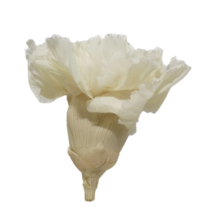 clavel natural blanco preservado estabilizado mayorista