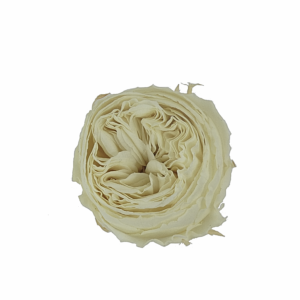 Preserved garden rose English rose ivory white wholesale