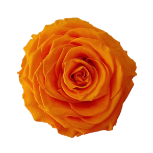 Preserved big rose orange wholesale