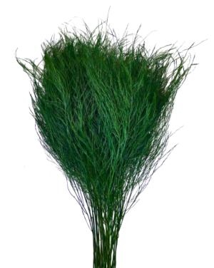 Preserved tree fern tiki fern asparagus virgatus green wholesale producer