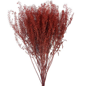 lepidium rojo preservado estabilizado