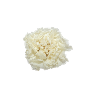 Preserved dahlia ivory white wholesale