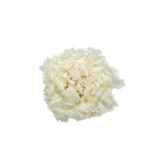 clavel natural blanco preservado mayorista productor