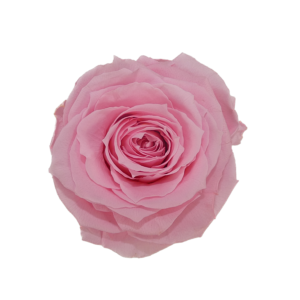 Preserved rose light pink wholesale