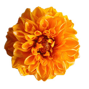 flor dalia naranja preservada estabilizada mayorista