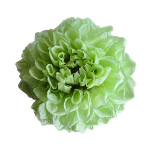 flor dalia verde claro pistache preservada mayorista