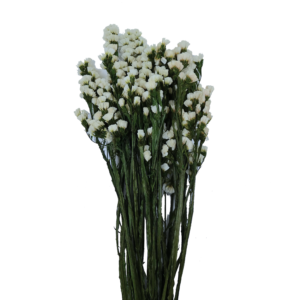 relleno statice preservado blanco seca