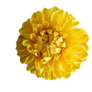 dalia amarilla preservada estabilizada