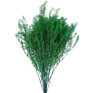 Preserved lepidium fillers green