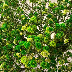 gypsophila gipsófila verde preservada estabilizada mayorista