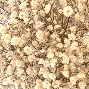 gypsophila gipsófila natural blanco preservada estabilizada mayorista
