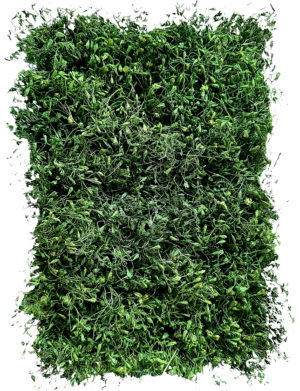 panel broom preservado muro verde jardines verticales mayorista