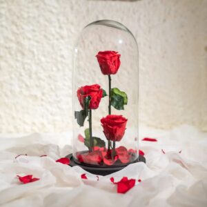 rosa roja preservada, cúpula con rosas con tallo