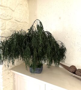 árboles preservados, bonsais preservados, mayorista hojas preservadas