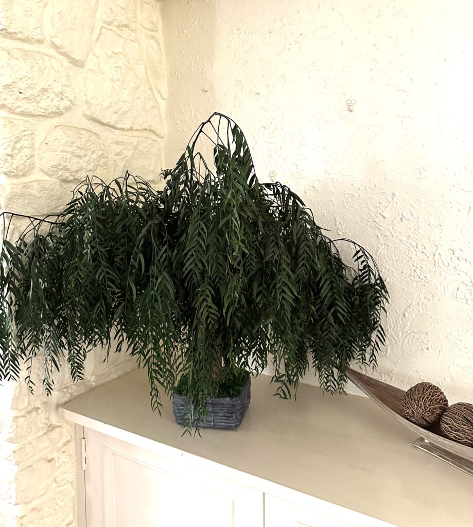 árboles preservados, bonsais preservados, mayorista hojas preservadas